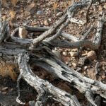 Trädgrenar på marken